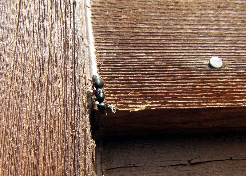 Carpenter Ant on Siding