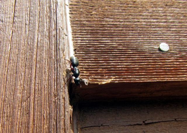 Carpenter Ant on Siding