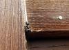 Carpenter Ant on Siding