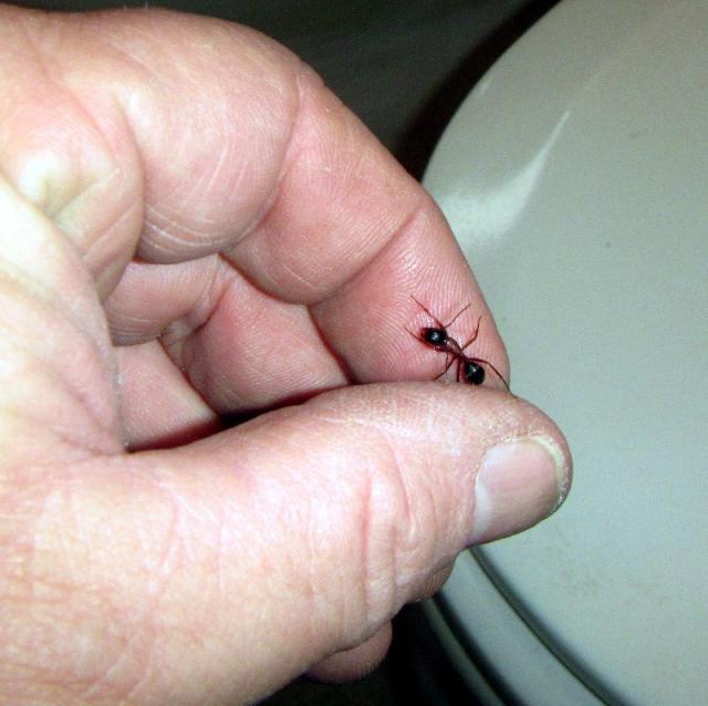 Camponotus Vicinus- Carpenter Ants