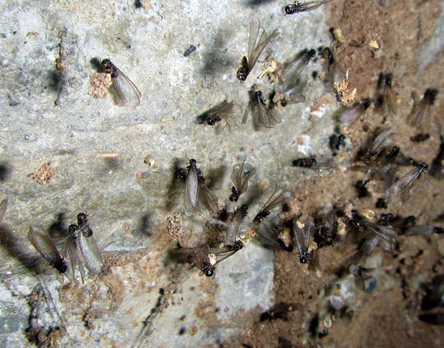 The Swarm- Western Subterranean Termites