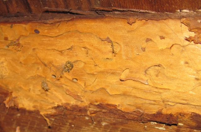 Flathead Borer Beetle damage (buprestid)